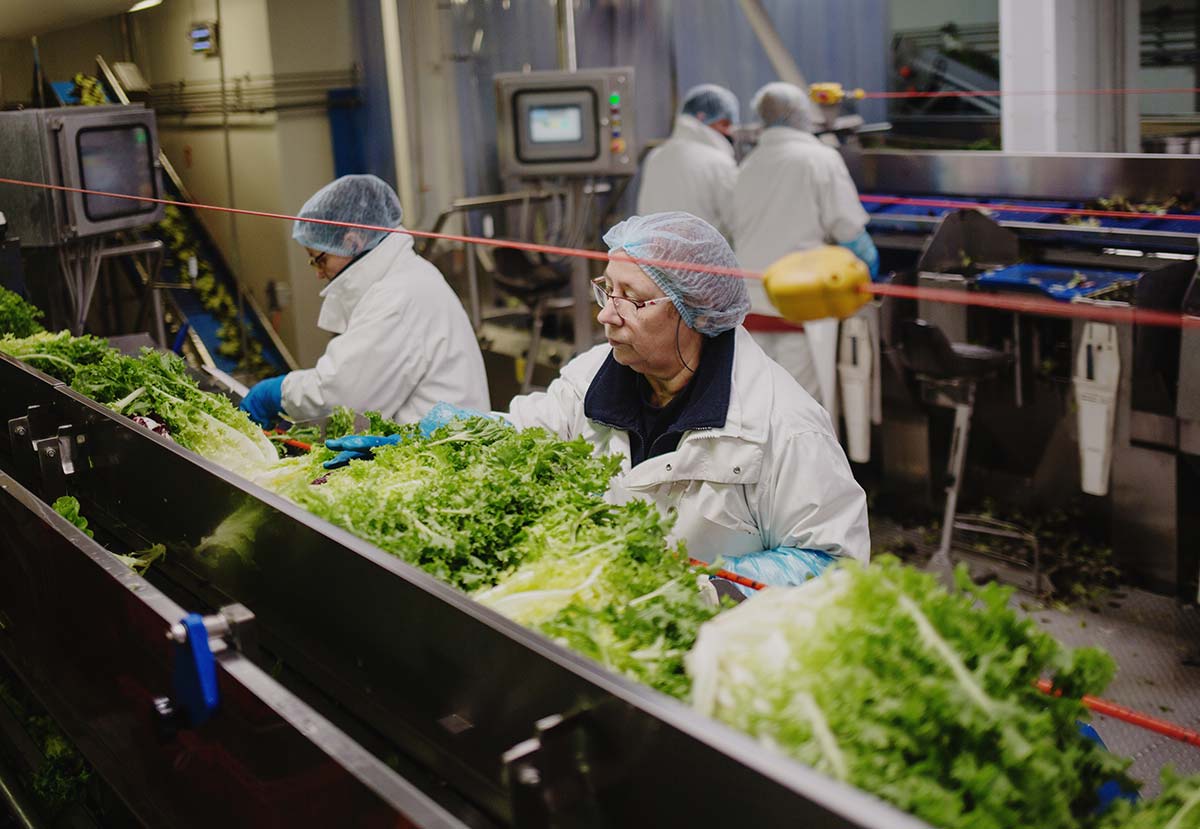 Foto: lavorazione quarta gamma, Credit J. Pebrel / Bonduelle